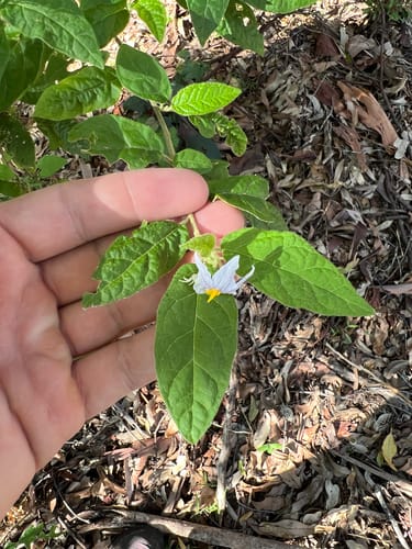 Solanum stelligerum (Devil’s needles) — photo