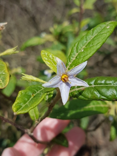 Solanum stelligerum