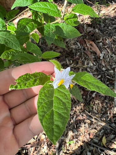 Solanum stelligerum (Devil’s needles) — photo