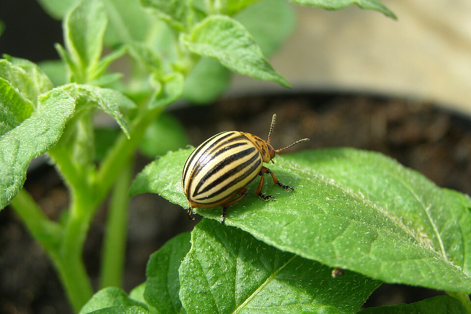 Solanum stenotomum