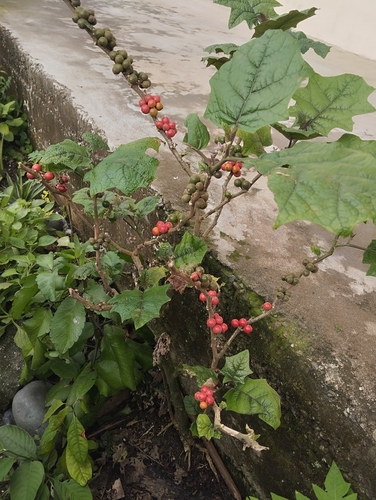 Solanum stramoniifolium (Hairy egg plant) — photo