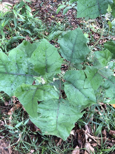 Solanum stramoniifolium var. inerme