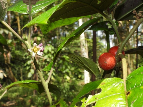 Solanum stramoniifolium var. inerme — photo