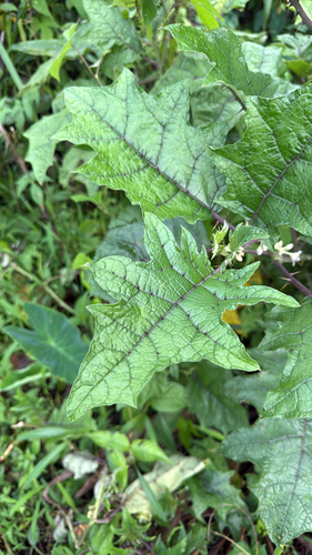 Solanum stramoniifolium var. inerme — photo