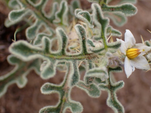Solanum supinum — photo