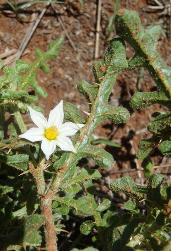 Solanum supinum — photo