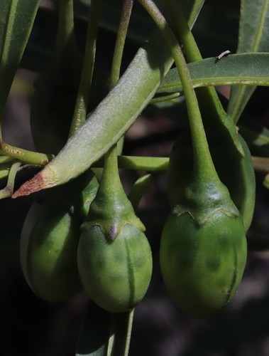 Solanum symonii — photo
