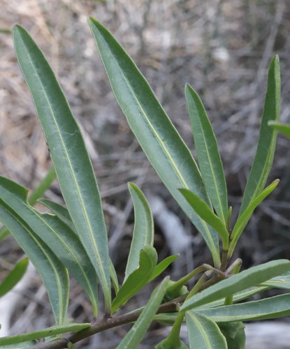 Solanum symonii — photo