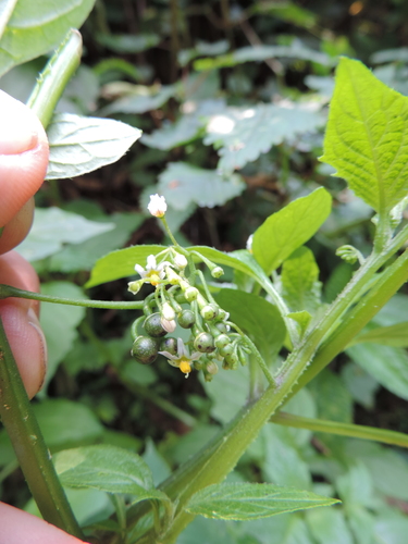 Solanum tarderemotum (African black nightshade) — photo