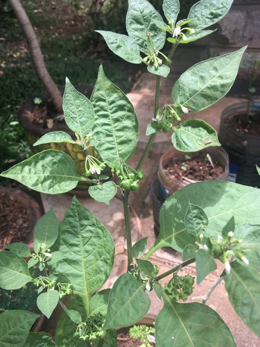 Solanum tarderemotum (African black nightshade) — photo