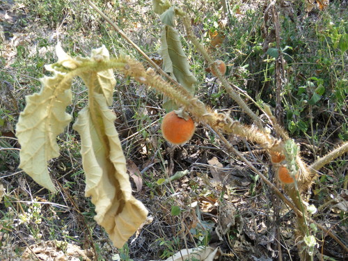 Solanum tequilense — photo
