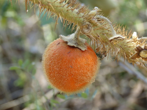Solanum tequilense — photo