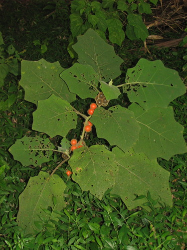 Solanum tequilense