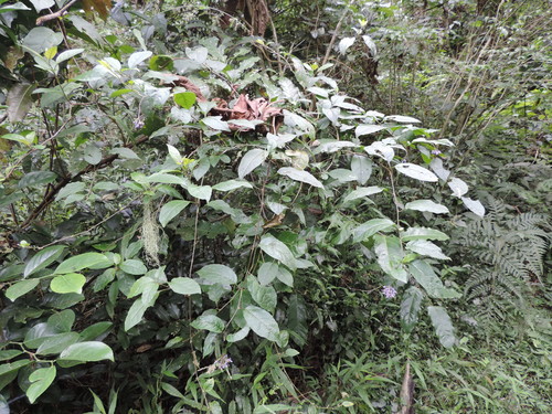 Solanum terminale — photo
