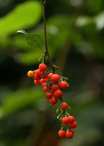Solanum terminale — photo