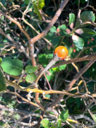 Solanum tetrandrum (Mulkmulk) — photo