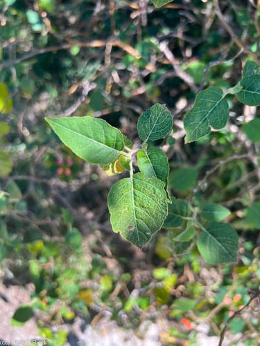 Solanum tetrandrum (Mulkmulk) — photo