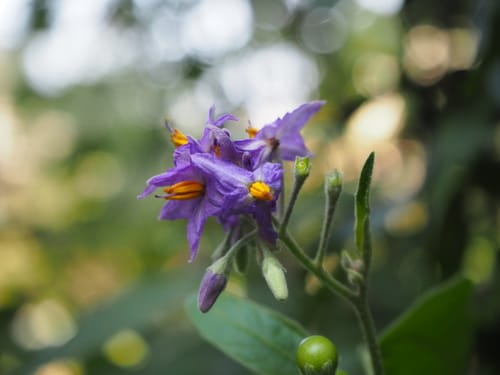Solanum torvum (Pea aubergine) — photo