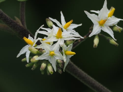 Solanum torvum