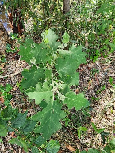 Solanum torvum (Pea aubergine) — photo