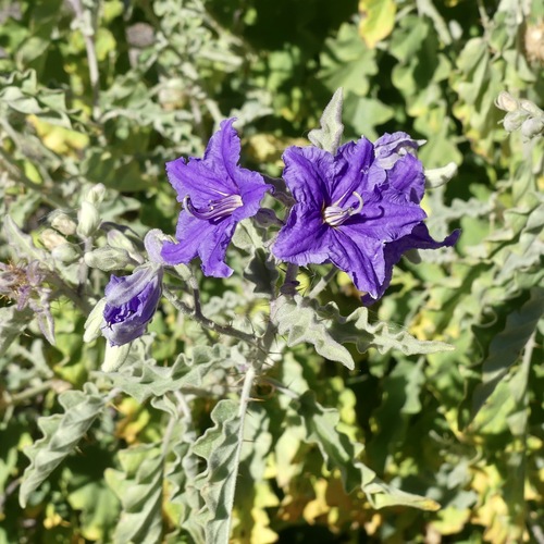 Solanum tridynamum — photo