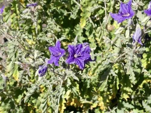 Solanum tridynamum — photo