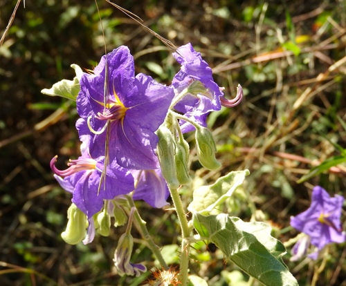 Solanum tridynamum