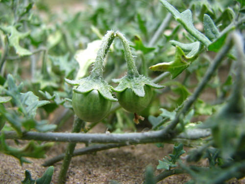 Solanum triflorum (Three-flowered Nightshade) — photo