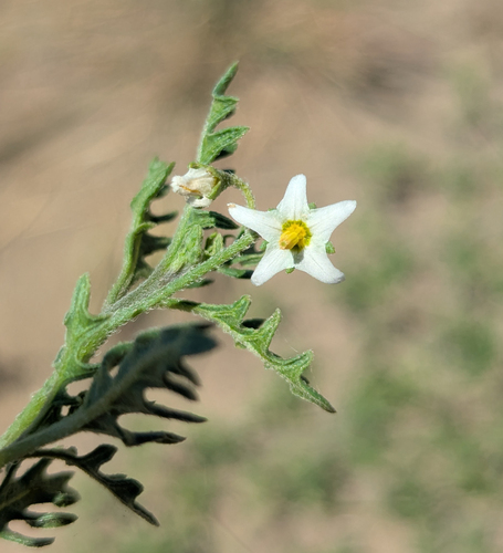 Solanum triflorum (Three-flowered Nightshade) — photo