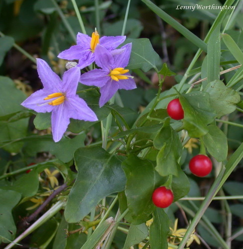 Solanum trilobatum — photo