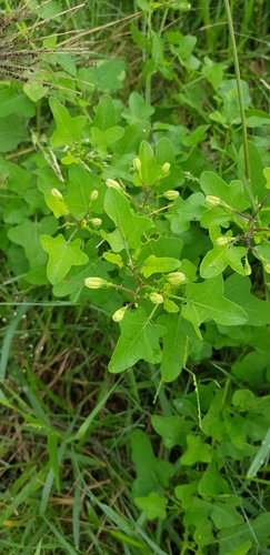 Solanum trilobatum — photo
