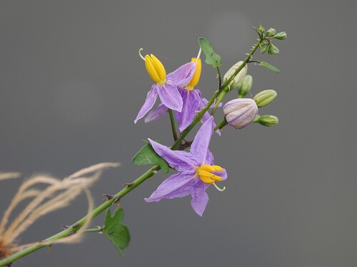 Solanum trilobatum