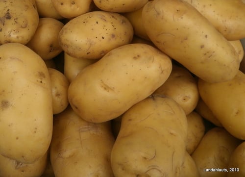 Solanum tuberosum (Potato) — photo