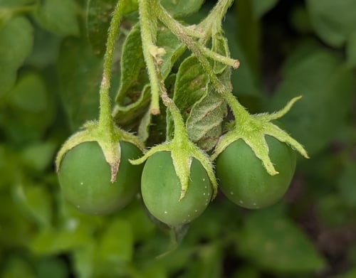 Solanum tuberosum (Potato) — photo