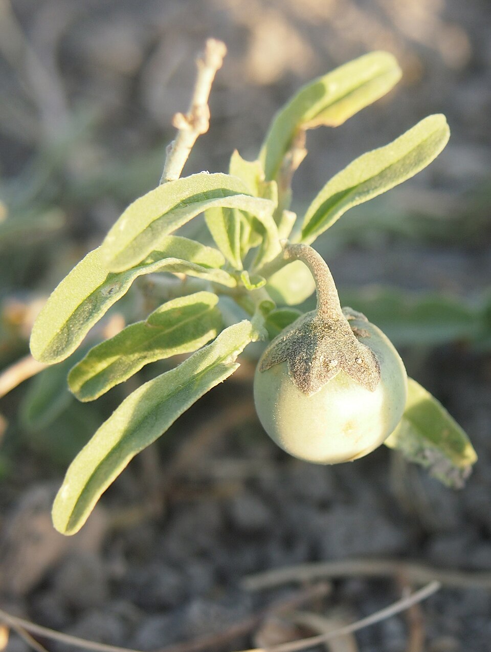 Solanum tumulicola (Yugulurrubi) — photo