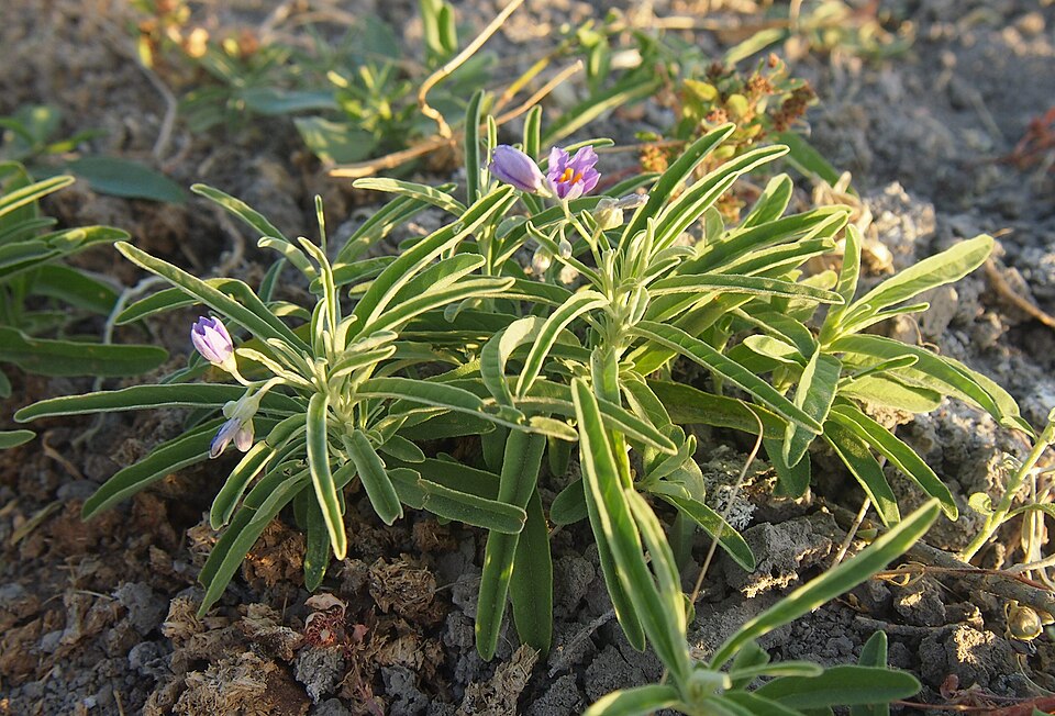 Solanum tumulicola