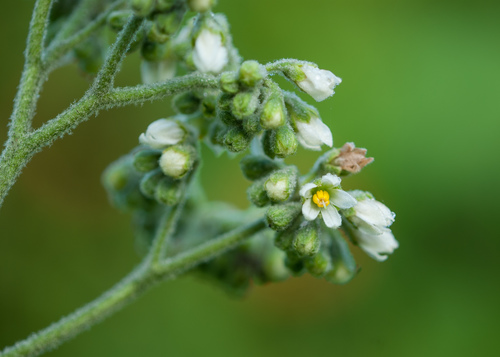 Solanum umbellatum — photo