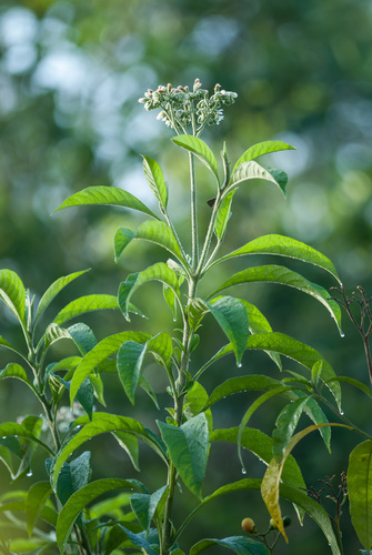 Solanum umbellatum — photo