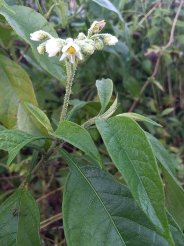 Solanum umbellatum
