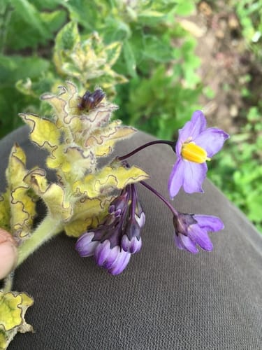 Solanum umbelliferum (Bluewitch nightshade) — photo