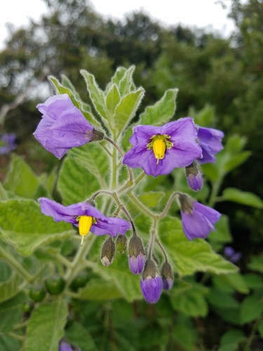 Solanum umbelliferum
