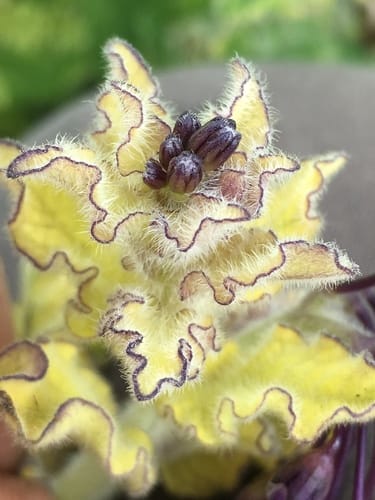 Solanum umbelliferum (Bluewitch nightshade) — photo