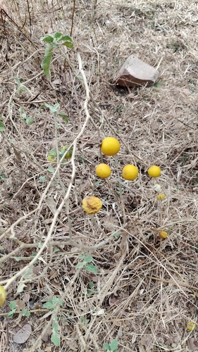 Solanum undatum