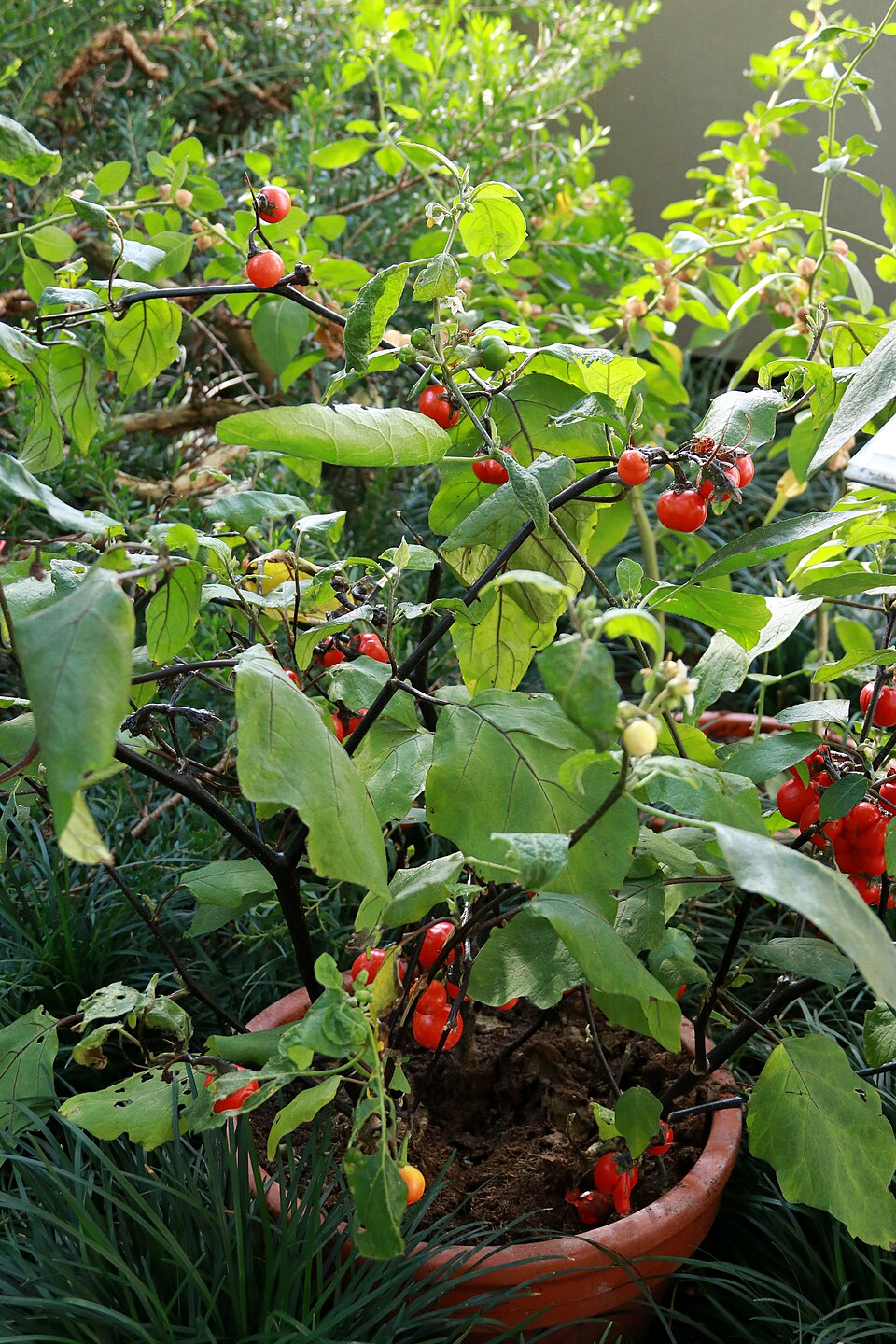 Solanum uporo