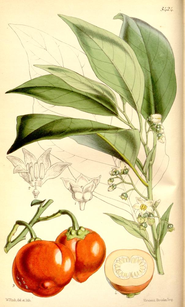 Solanum uporo (Cannibal’s tomato) — photo