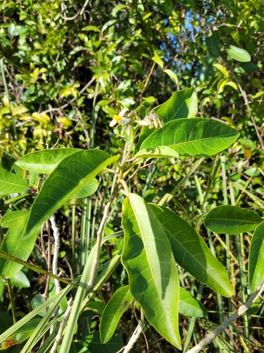 Solanum verbascifolium (Takafo susu ngwae) — photo