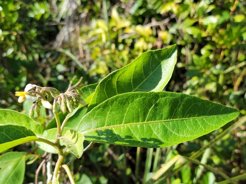 Solanum verbascifolium (Takafo susu ngwae) — photo