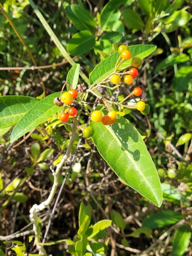 Solanum verbascifolium