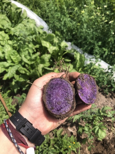 Solanum vernei — photo