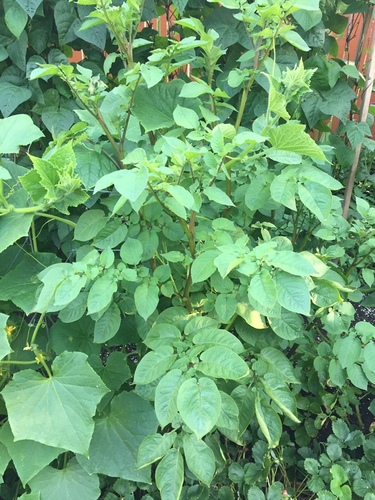 Solanum vernei — photo